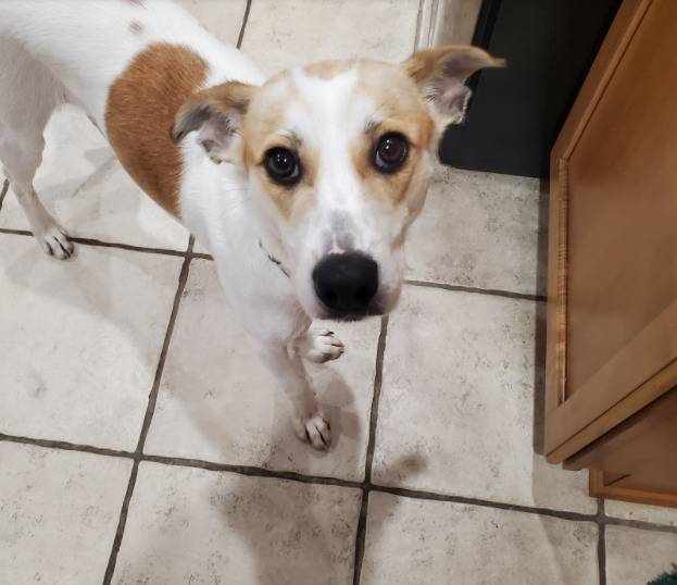 Hey Pandas, Draw A Pic Of Your Pet And Post It Here!