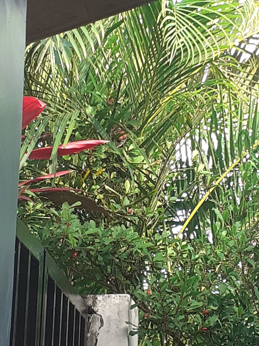 There Is A Bird Called The Chestnut Munia - The Nest Is Right There