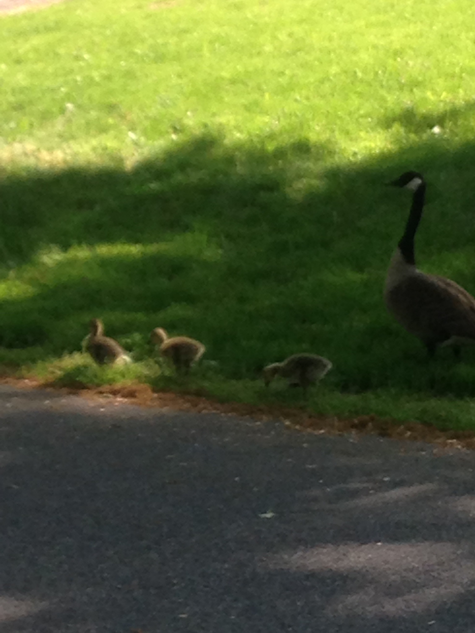 Hey Pandas Post The Cutest Picture In Your Photos Right Now