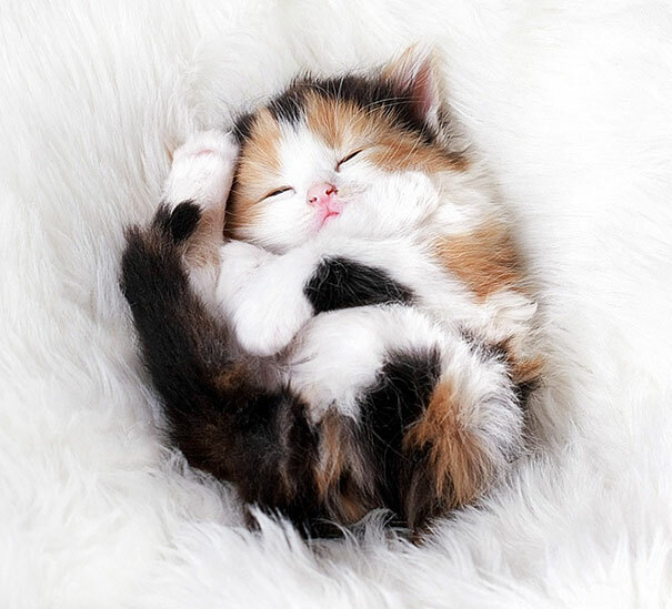 Hey Pandas, Post The Cutest Picture Of Your Cat
