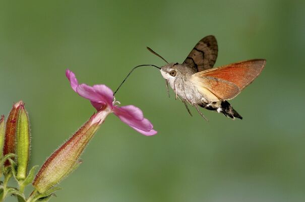 Hummingbird-Hawk-Moth-620975a343185.jpg