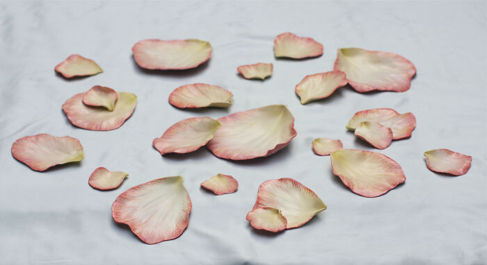 Ceramic pieces inspired by nature resembling delicate petals displayed on a flat surface.
