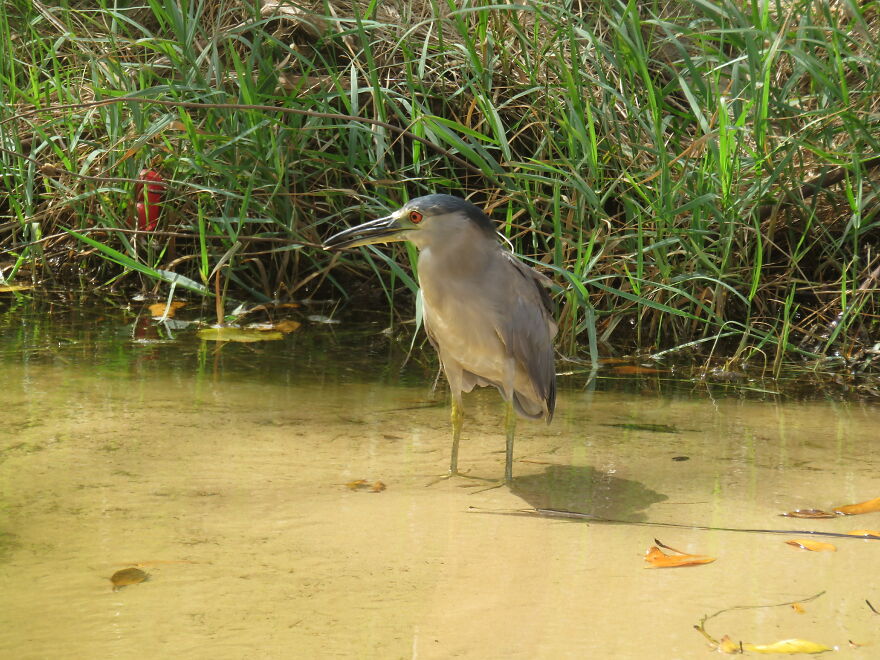 Black Crowned Night Heron, Maui Wetland
