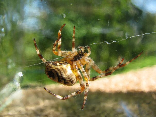 This Arachnid On My Bedroom Window