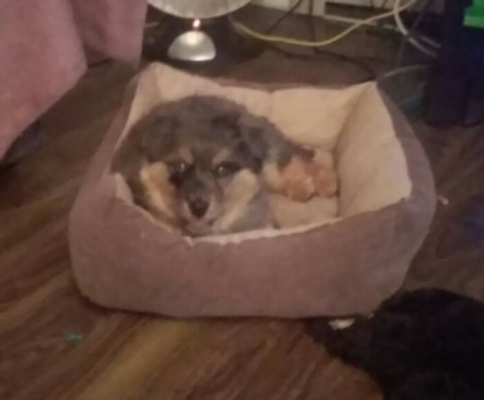 This Australian Shepherd Came Into My Home And Never Left (10 Pics) This Australian Shepherd Came Into My Home And Never Left (10 Pics)