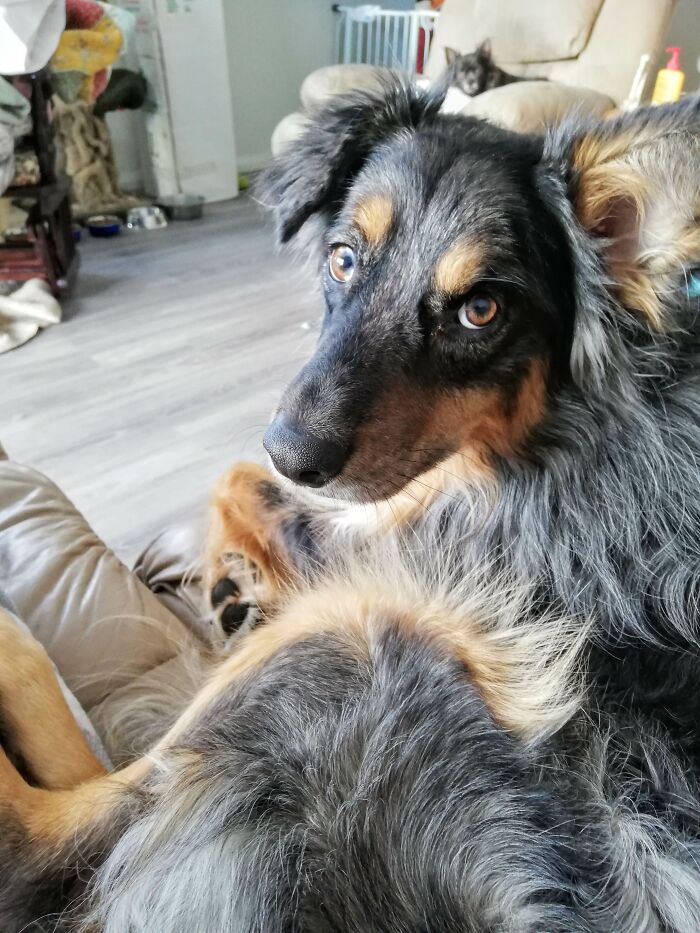 This Australian Shepherd Came Into My Home And Never Left (10 Pics)