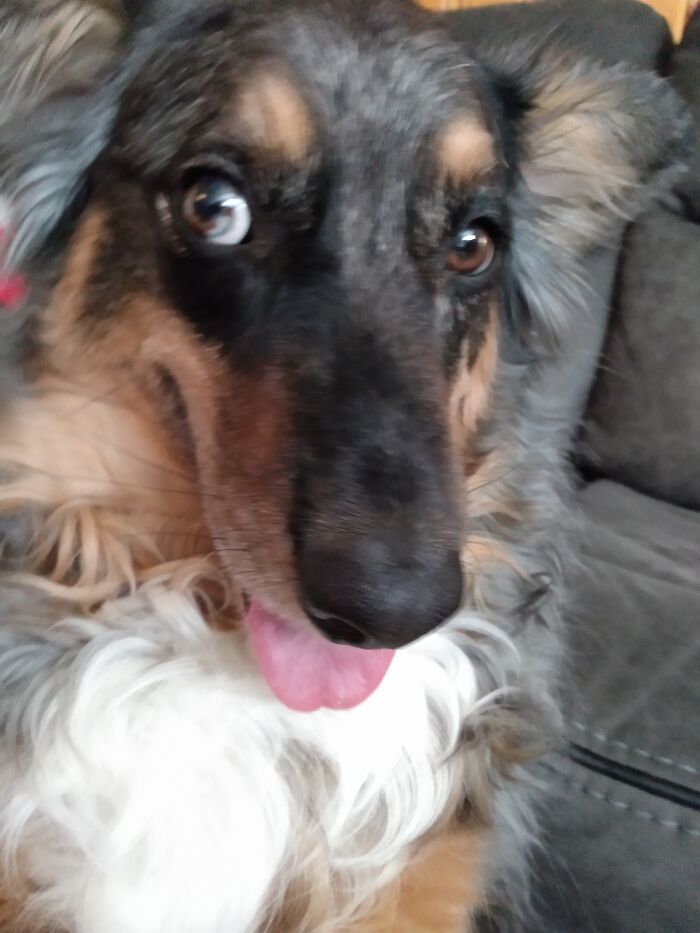 This Australian Shepherd Came Into My Home And Never Left (10 Pics)