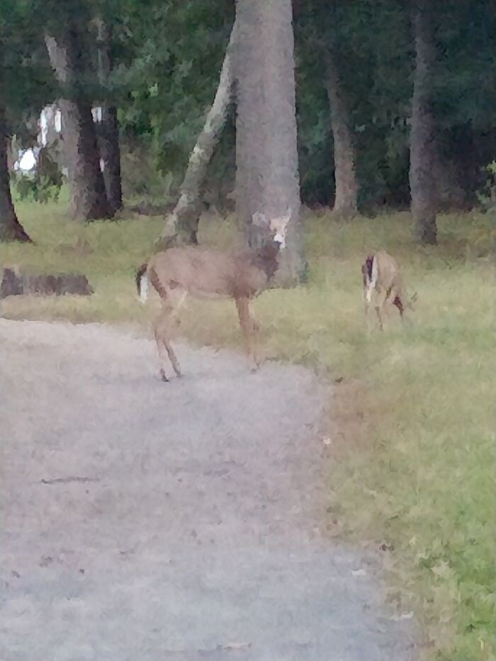 I Know They're Not Really Camouflaged But This Was On A Trail At The Park And When We Came Around The Corner They Blended In With The Trees So Well That We Didn't Notice Them Until We Were Quite Close.