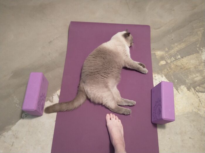 This Is What I Have To Deal With Every Single Time I Do Yoga...lol