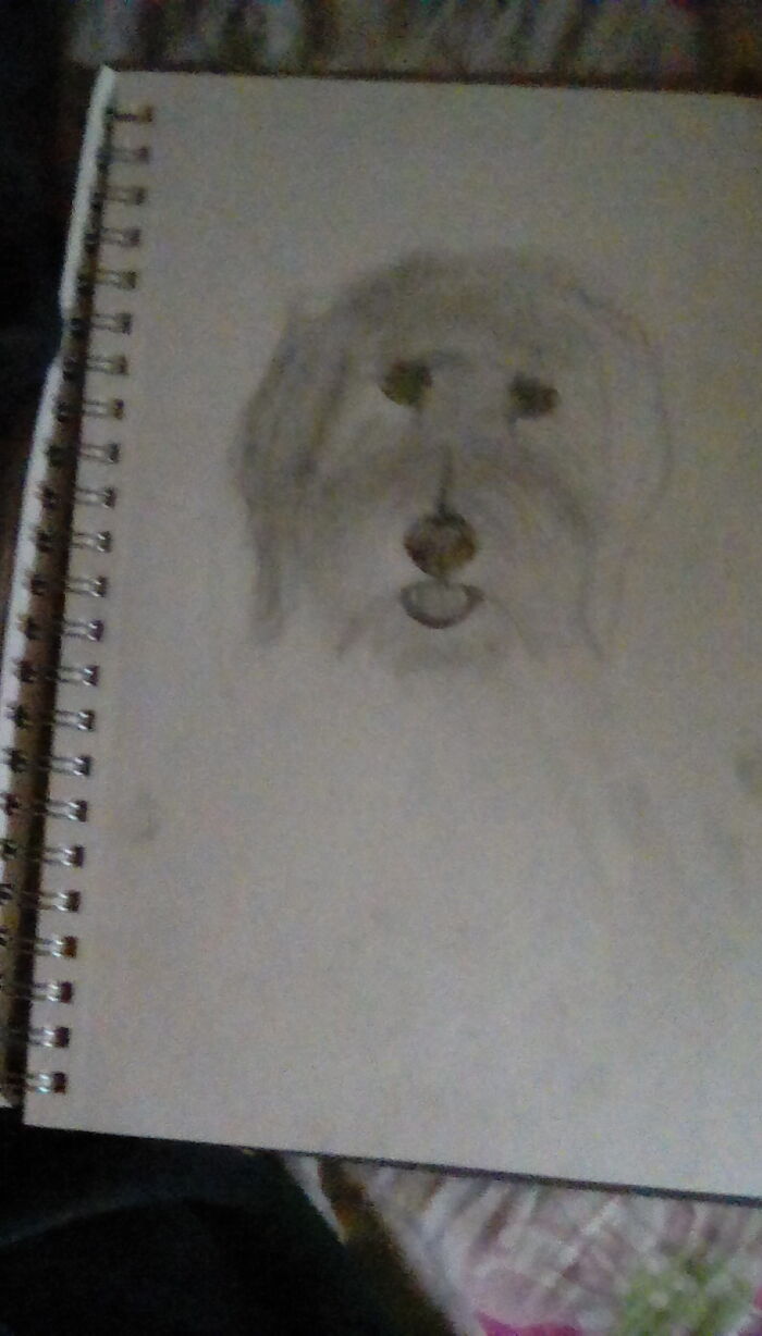 Sorry About The Camera Quality. This Is My Goldendoodle Salty.