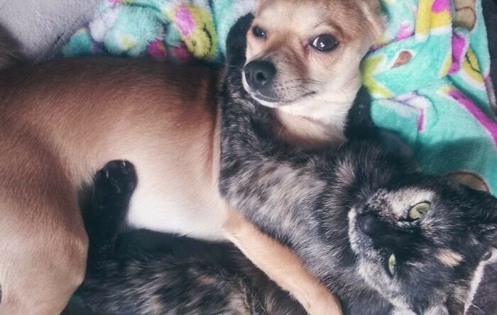 Pookie & Baby. If Cat And Dog Fall In Love There's Hope For The Rest Of Us.