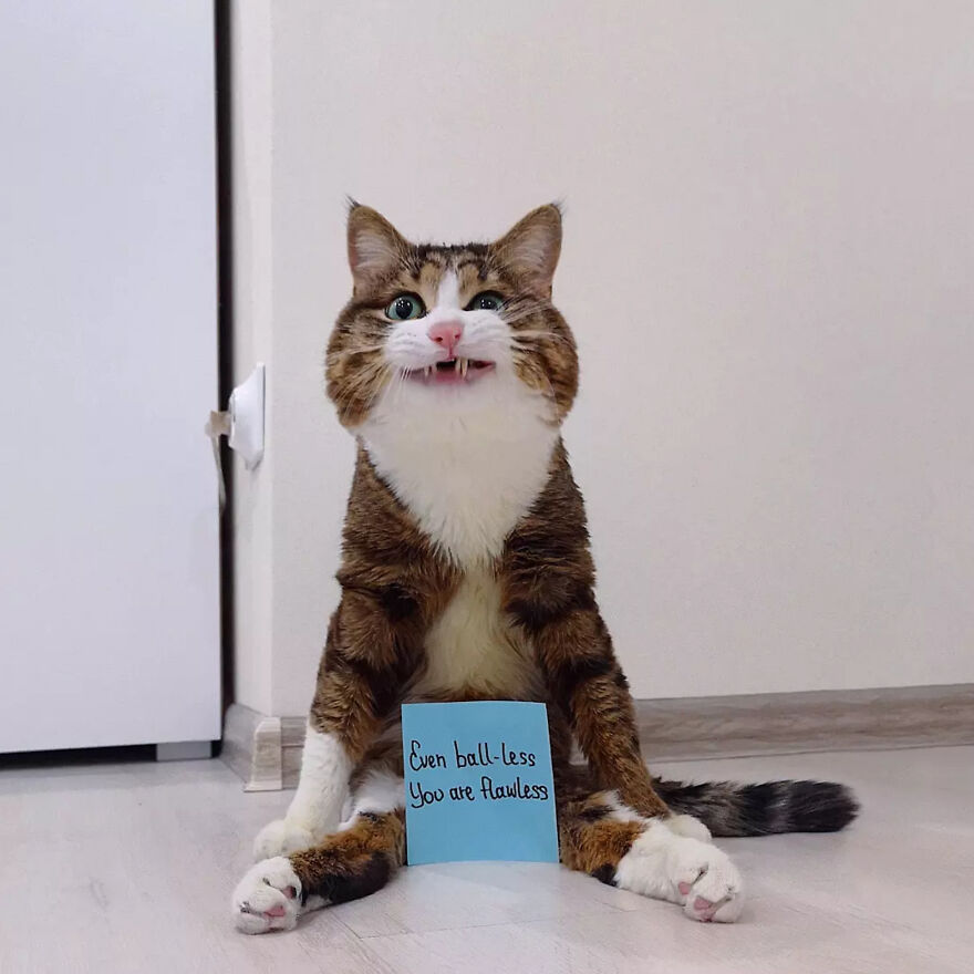 Feline Meowtivational Speaker: Best Affurmations And Pawsitive Messages You Might Need For Your Day