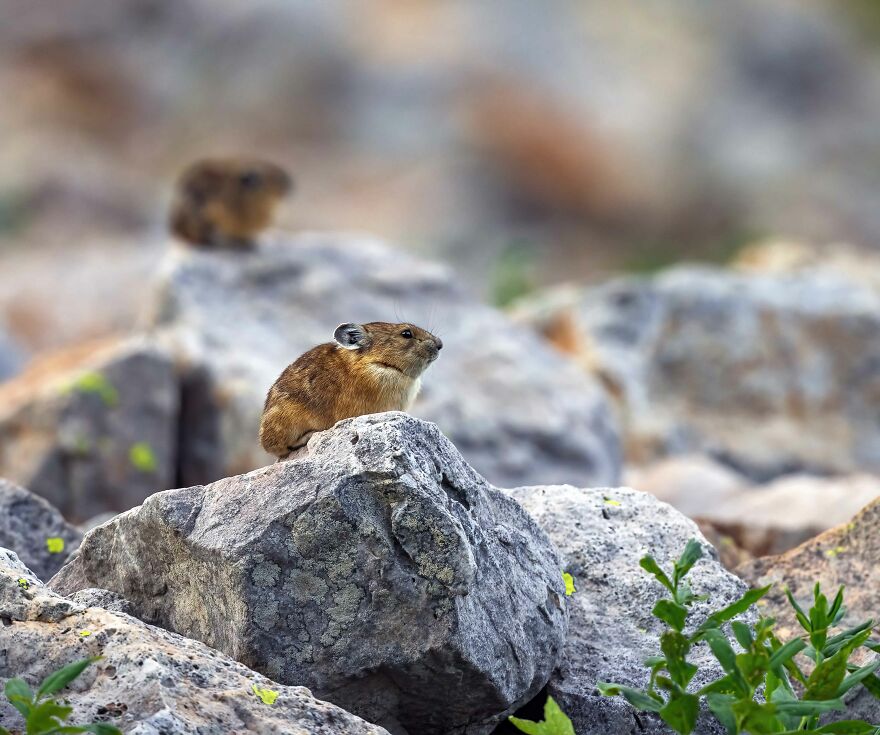American Pika Are Largely Solitary Animals, But They Can Be Seen Relaxing Near One Another Sometimes