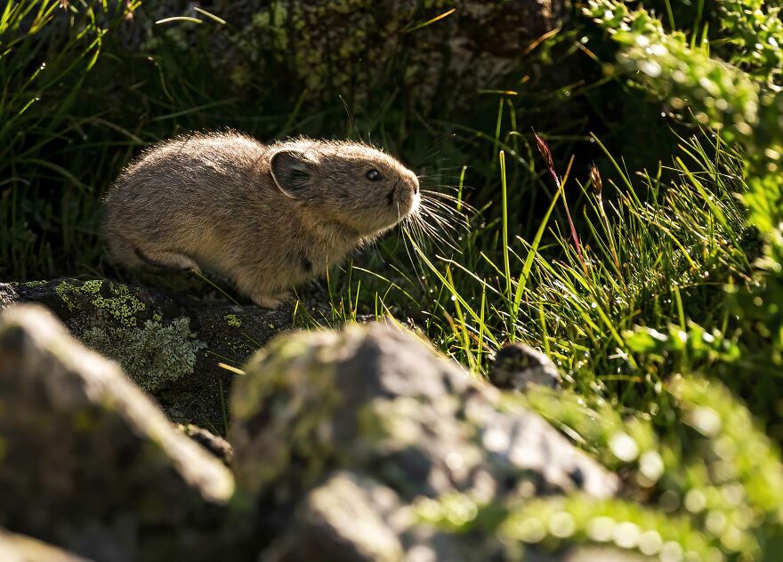 A Baby Pika Catching The First Rays Of Sunshine On A Summer Morning
