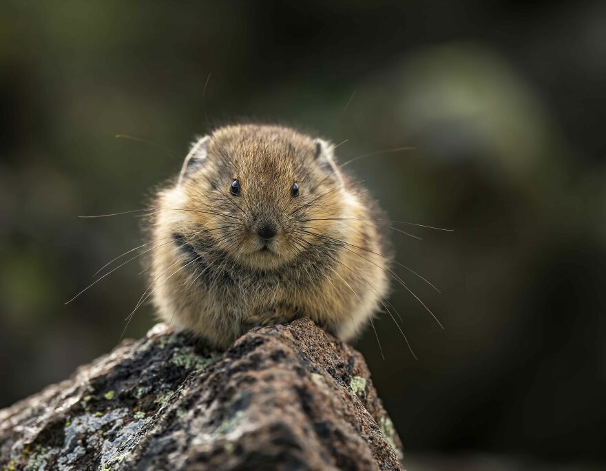 A Very Young Pika Observing Me As I Observe Her