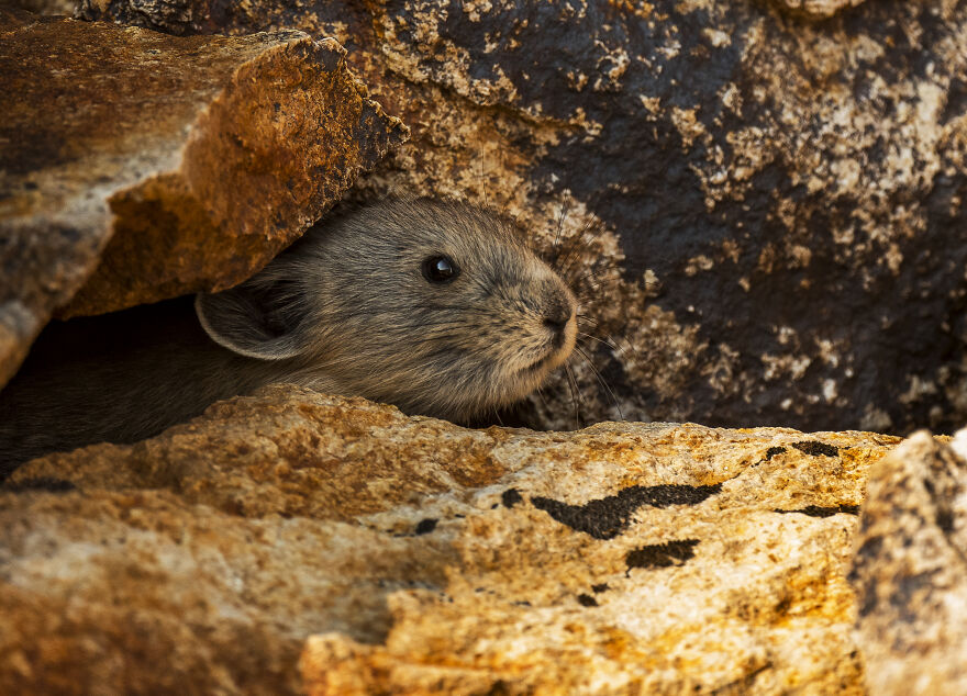 A Baby Pika Making Sure It's Safe To Come Outside Of His Den