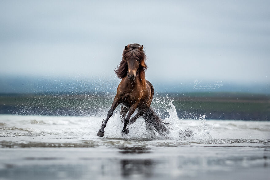 I Took Photos Of Icelandic Horses (6 Pics)