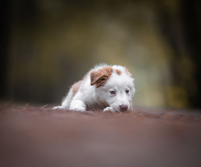 My Most Favorite Pics Since I Started Dog Photography ( 35 Pics )