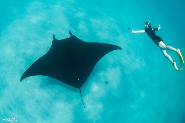 Manta-Ray-61fcce61cae7e.jpg