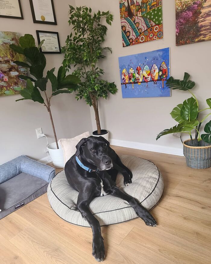 "Because Of Corbin's Size, Some People Find Him Scary": 150-Lb Great Dane Breaks Misconceptions By Being The Best Foster Dad To Kittens "Because Of Corbin's Size, Some People Find Him Scary": 150-Lb Great Dane Breaks Misconceptions By Being The Best Foster Dad To Kittens