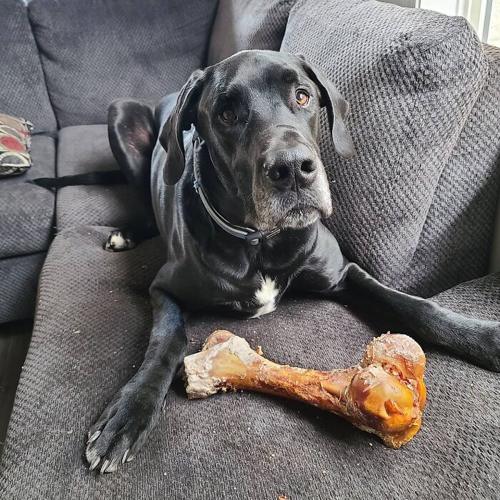 "Because Of Corbin's Size, Some People Find Him Scary": 150-Lb Great Dane Breaks Misconceptions By Being The Best Foster Dad To Kittens "Because Of Corbin's Size, Some People Find Him Scary": 150-Lb Great Dane Breaks Misconceptions By Being The Best Foster Dad To Kittens