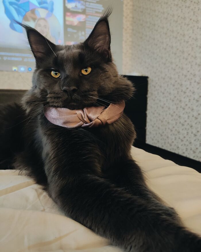 Meet Vincent, A Fluffy Maine Coon Cat That Looks Like A Black Panther And Acts Like A Dog Meet Vincent, A Fluffy Maine Coon Cat That Looks Like A Black Panther And Acts Like A Dog