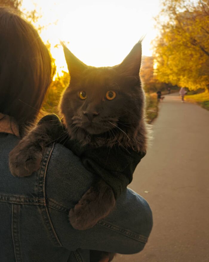 Meet Vincent, A Fluffy Maine Coon Cat That Looks Like A Black Panther And Acts Like A Dog Meet Vincent, A Fluffy Maine Coon Cat That Looks Like A Black Panther And Acts Like A Dog