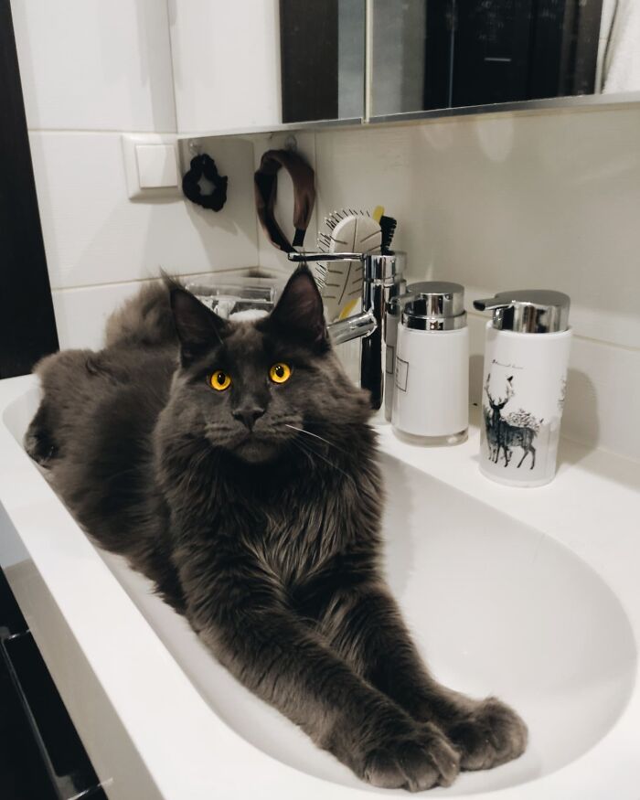 Meet Vincent, A Fluffy Maine Coon Cat That Looks Like A Black Panther And Acts Like A Dog Meet Vincent, A Fluffy Maine Coon Cat That Looks Like A Black Panther And Acts Like A Dog