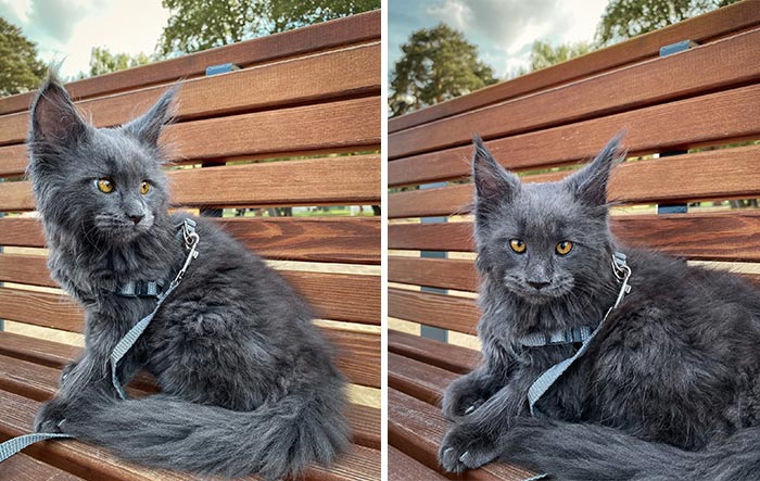 Meet Vincent, A Fluffy Maine Coon Cat That Looks Like A Black Panther And Acts Like A Dog Meet Vincent, A Fluffy Maine Coon Cat That Looks Like A Black Panther And Acts Like A Dog