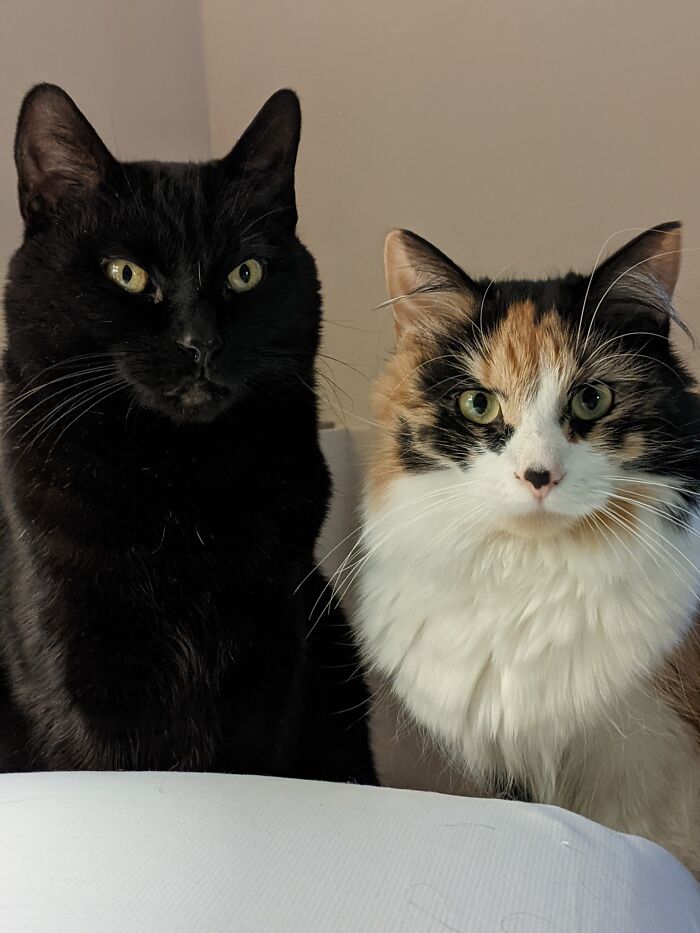 Pepsi And Lily Look Like A Married Couple In This Picture