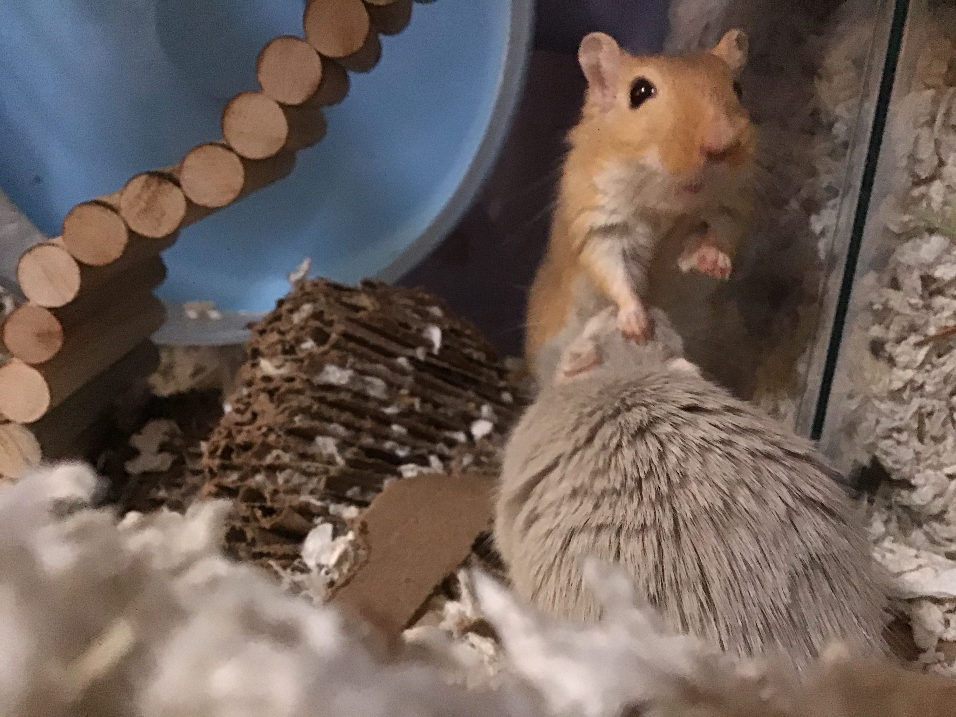 Photoshop These Adorable Gerbils