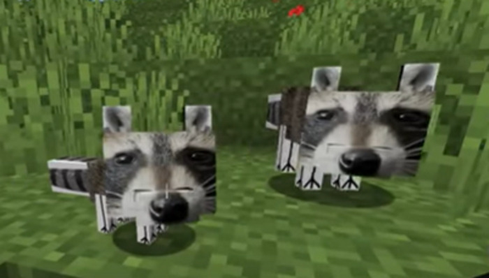 Racoons In Mincraft