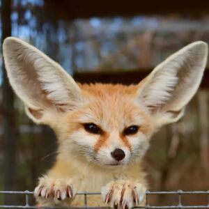 fennfennec avatar