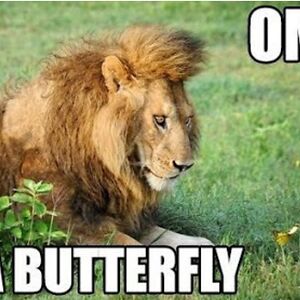 candicecaraballo1 avatar