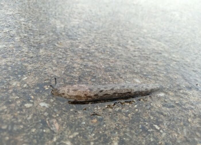 Feeling A Little Sluggish On This Rainy Afternoon