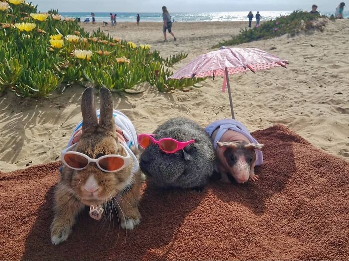 The Many Adventures Of Two Guinea Pigs And A Rabbit (10 Pics)