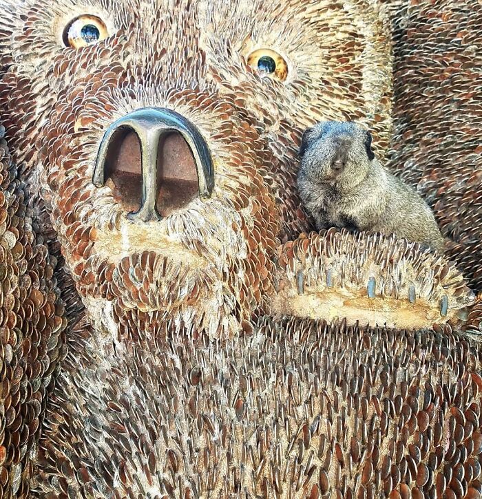 The Many Adventures Of Two Guinea Pigs And A Rabbit (10 Pics) The Many Adventures Of Two Guinea Pigs And A Rabbit (10 Pics)