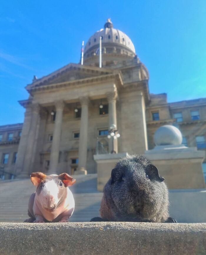 The Many Adventures Of Two Guinea Pigs And A Rabbit (10 Pics) The Many Adventures Of Two Guinea Pigs And A Rabbit (10 Pics)