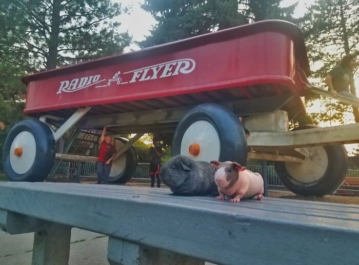 The Many Adventures Of Two Guinea Pigs And A Rabbit (10 Pics) The Many Adventures Of Two Guinea Pigs And A Rabbit (10 Pics)