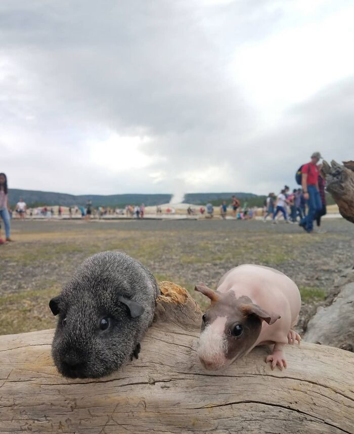 The Many Adventures Of Two Guinea Pigs And A Rabbit (10 Pics) The Many Adventures Of Two Guinea Pigs And A Rabbit (10 Pics)