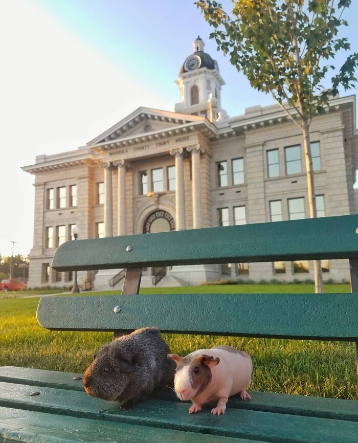 The Many Adventures Of Two Guinea Pigs And A Rabbit (10 Pics) The Many Adventures Of Two Guinea Pigs And A Rabbit (10 Pics)