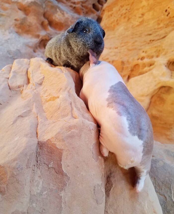 The Many Adventures Of Two Guinea Pigs And A Rabbit (10 Pics) The Many Adventures Of Two Guinea Pigs And A Rabbit (10 Pics)