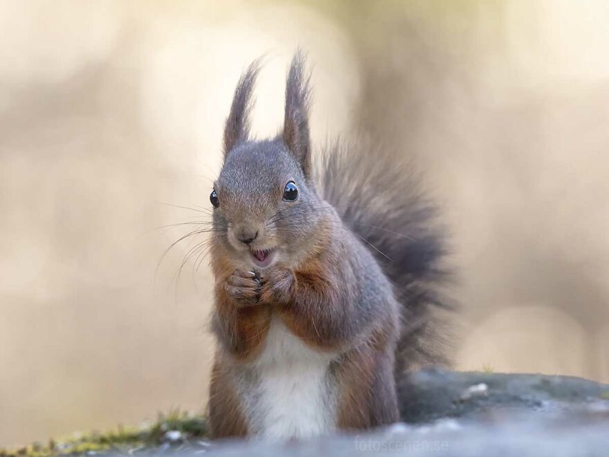 Shiny Happy Squirrel