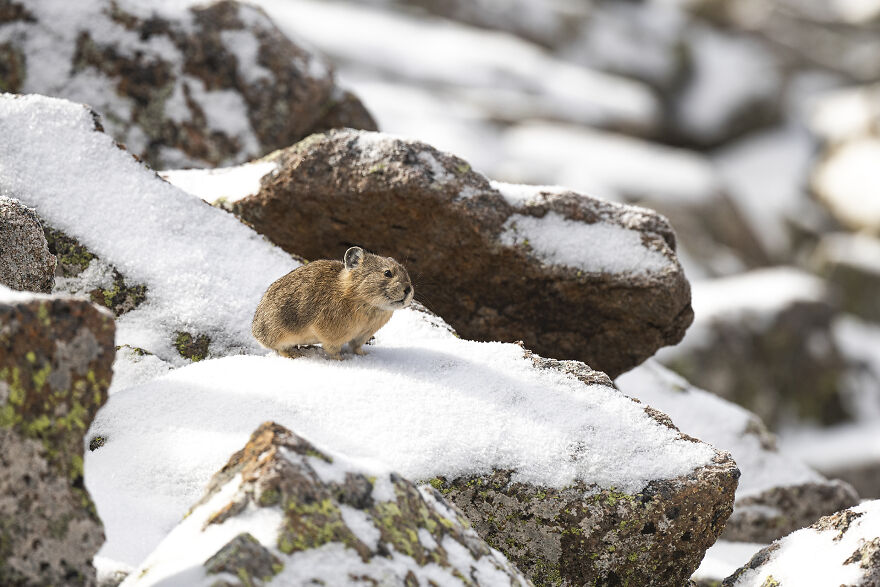 A Little Friend Checking Out Her Talusfield