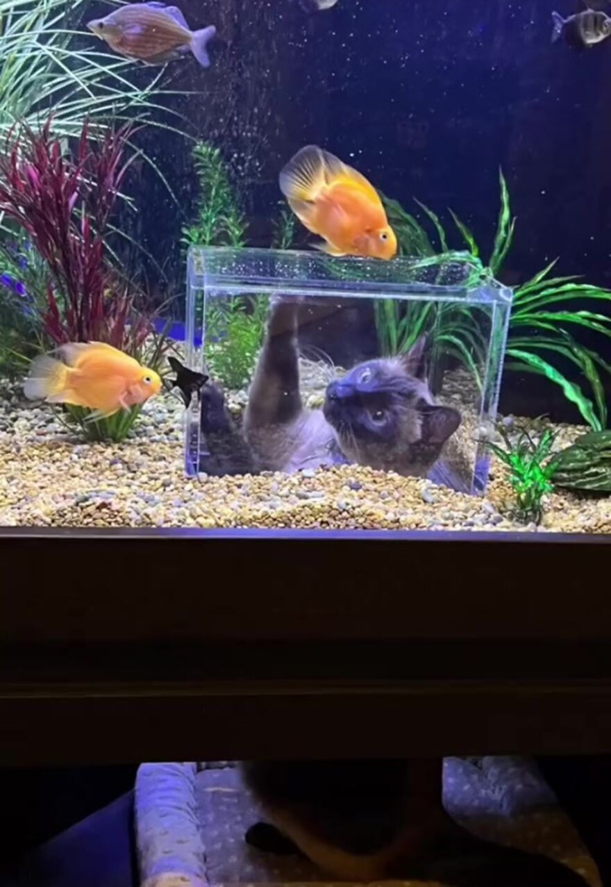Este gato tiene su propio acuario hecho a medida que le permite observar a los peces de forma segura