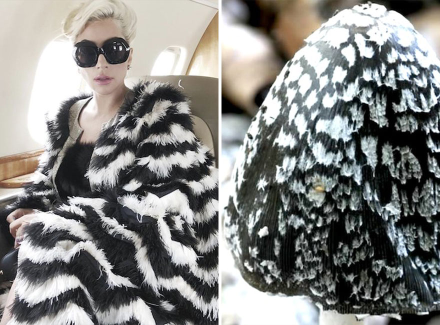 Someone Is Comparing Lady Gaga To Mushrooms And The Result Is A Lot Of Fun (21 Pics)