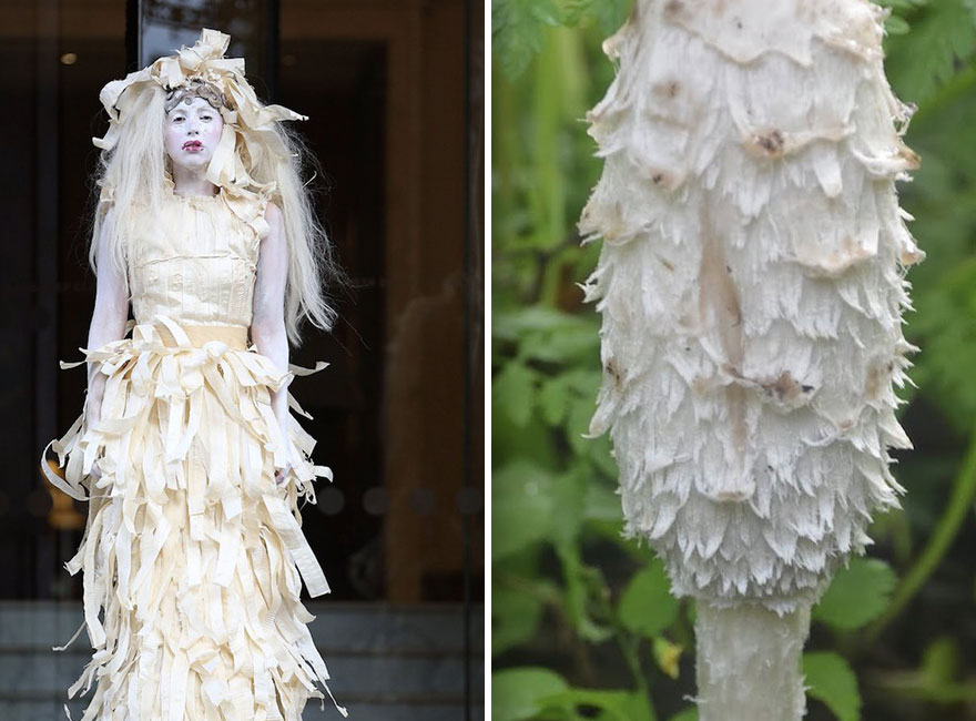 Someone Is Comparing Lady Gaga To Mushrooms And The Result Is A Lot Of Fun (21 Pics)