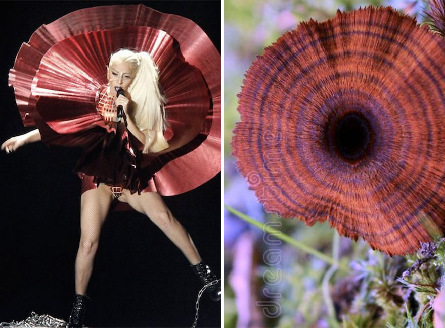 Someone Is Comparing Lady Gaga To Mushrooms And The Result Is A Lot Of Fun (21 Pics)