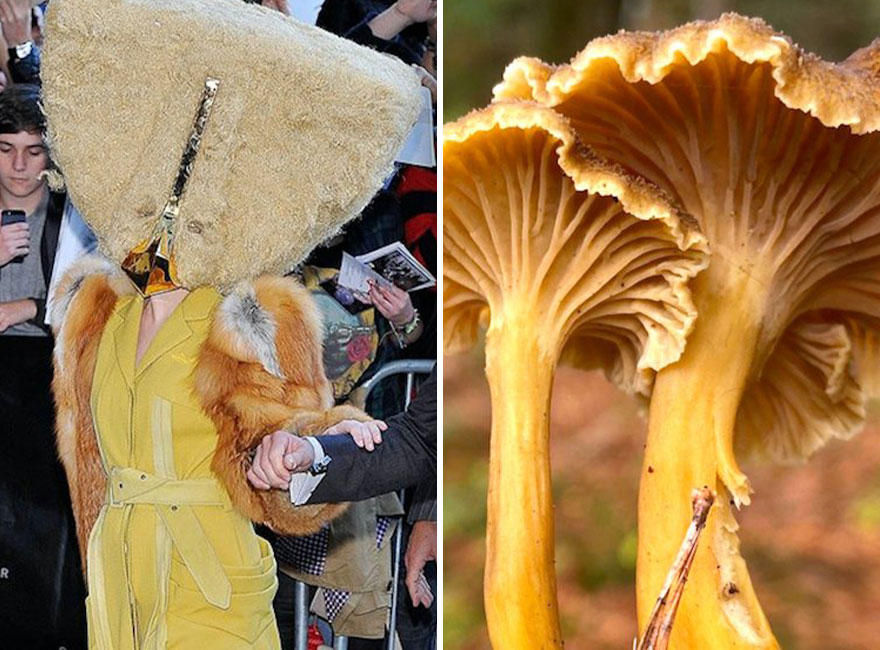Someone Is Comparing Lady Gaga To Mushrooms And The Result Is A Lot Of Fun (21 Pics)