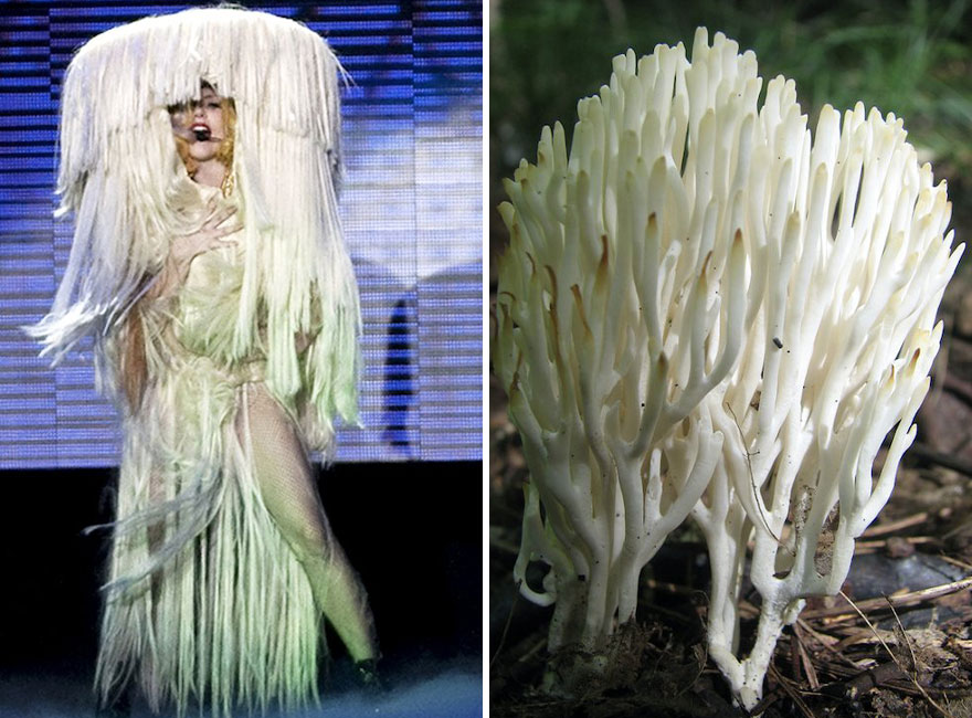 Someone Is Comparing Lady Gaga To Mushrooms And The Result Is A Lot Of Fun (21 Pics)